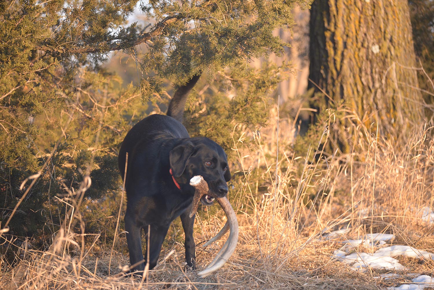 7 miti sui cani da caccia al capanno