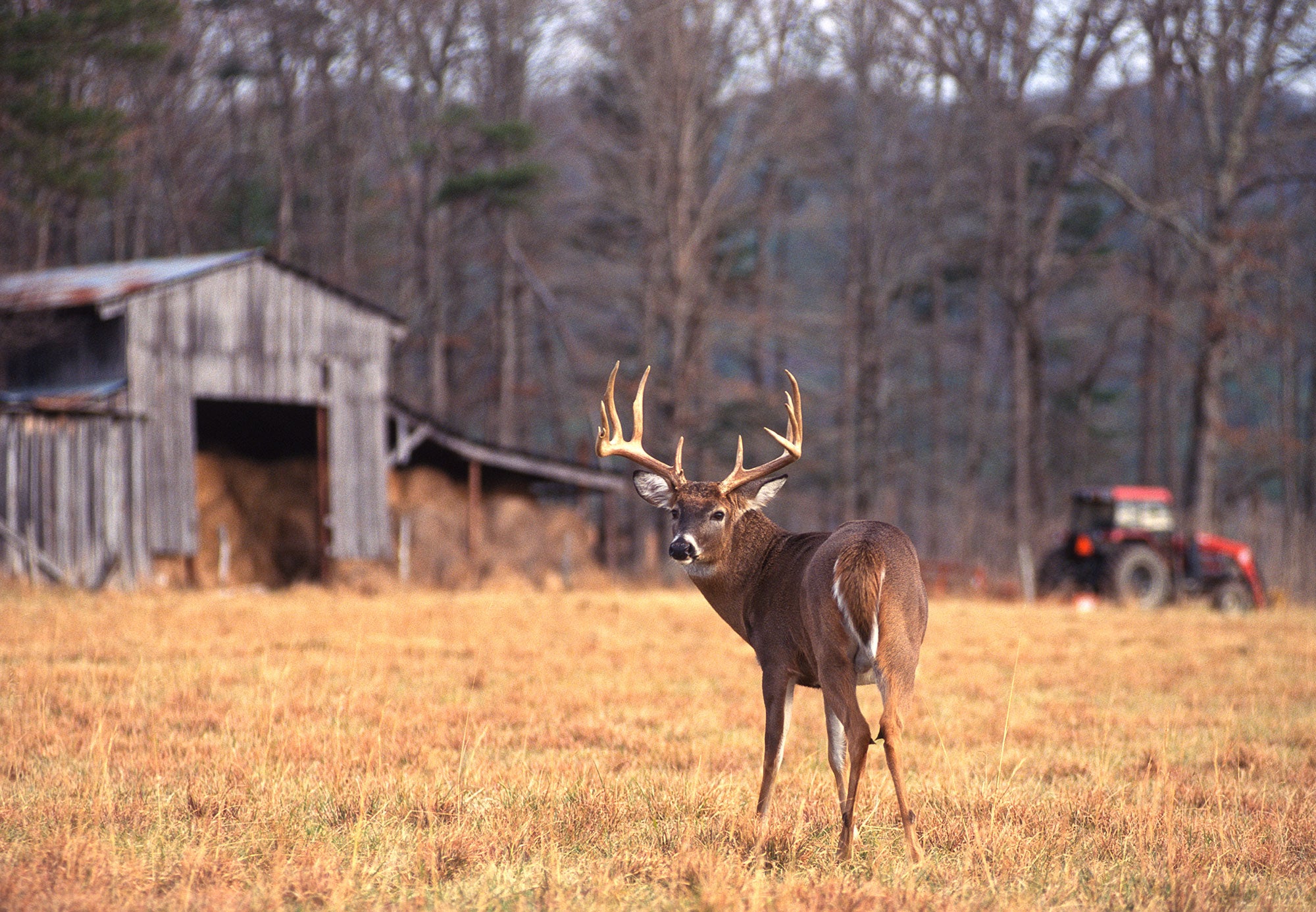 9 Whitetail su 10 raccolti vengono catturati su terreni privati