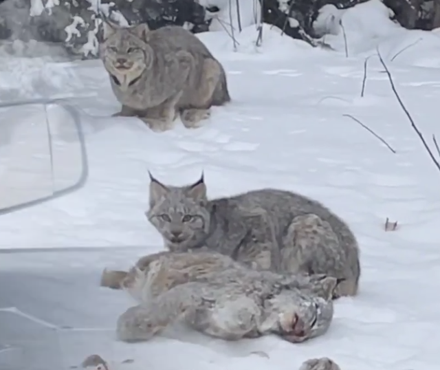 Guarda: raro video di una lince che mangia un’altra lince