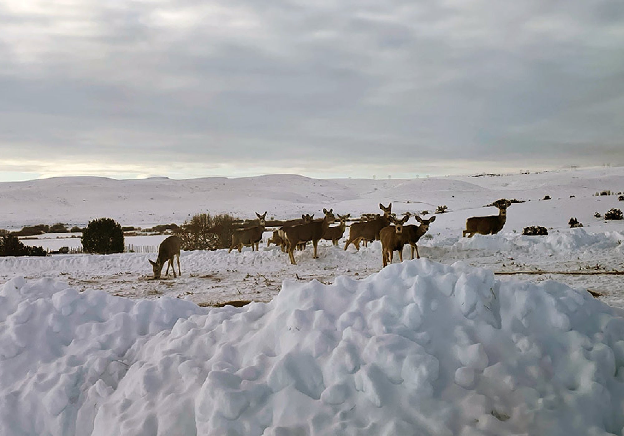 Lo Utah mette in atto un programma di alimentazione dei cervi muli mentre la neve si accumula