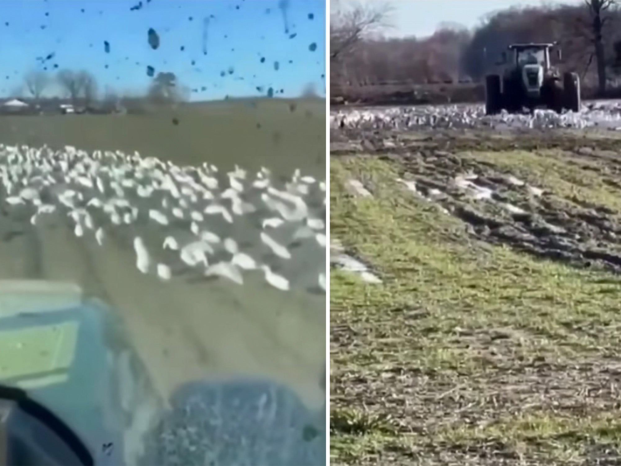 Guarda un agricoltore che sparge deliberatamente un’oca delle nevi