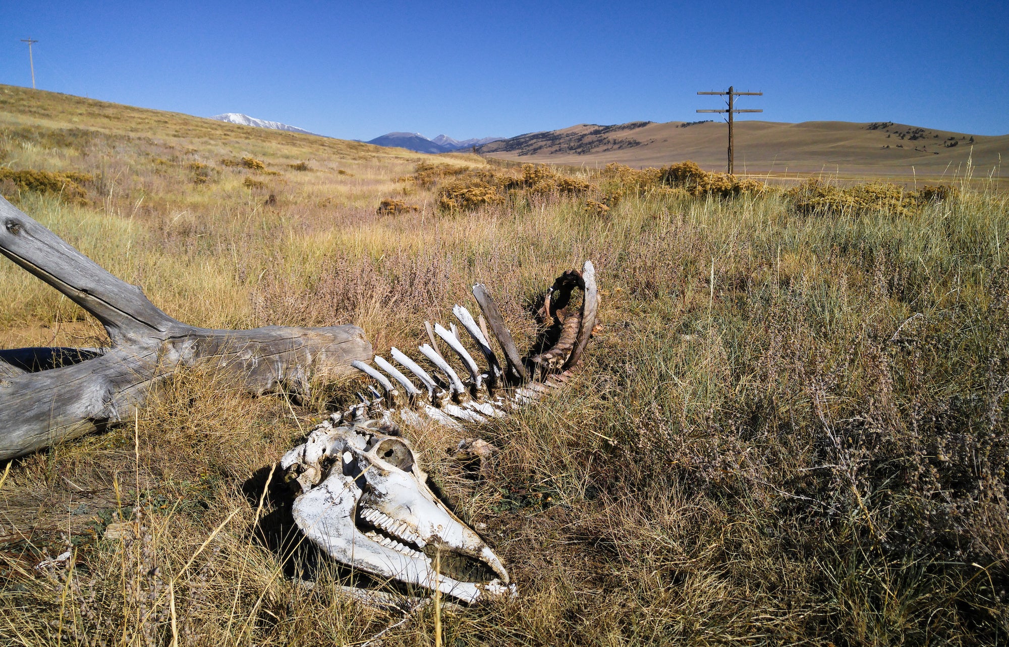 I cani selvatici, non i lupi, hanno ucciso 40 mucche in Colorado?