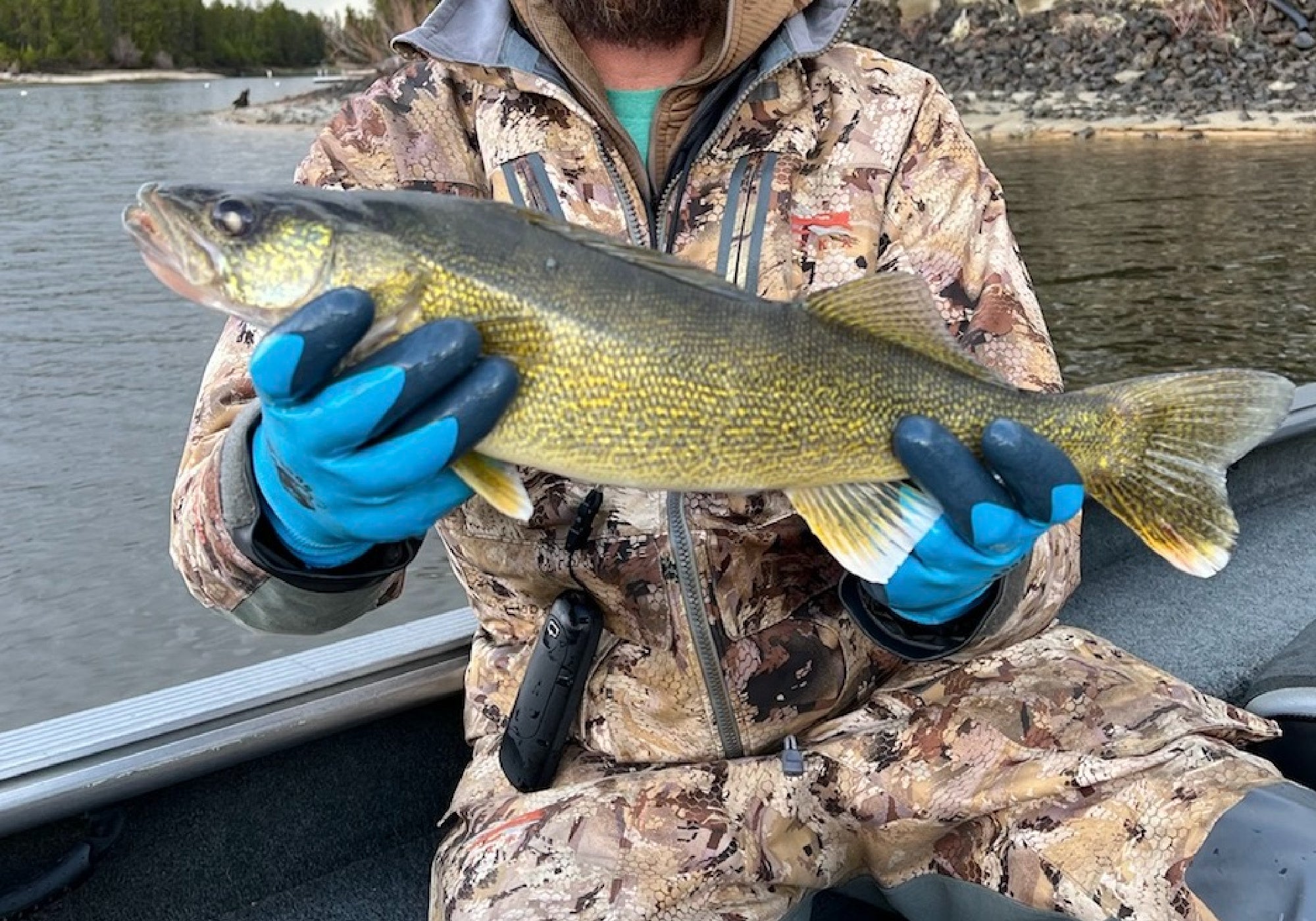 Le persone stanno illegalmente introducendo di nascosto Walleye in un lago Idaho?