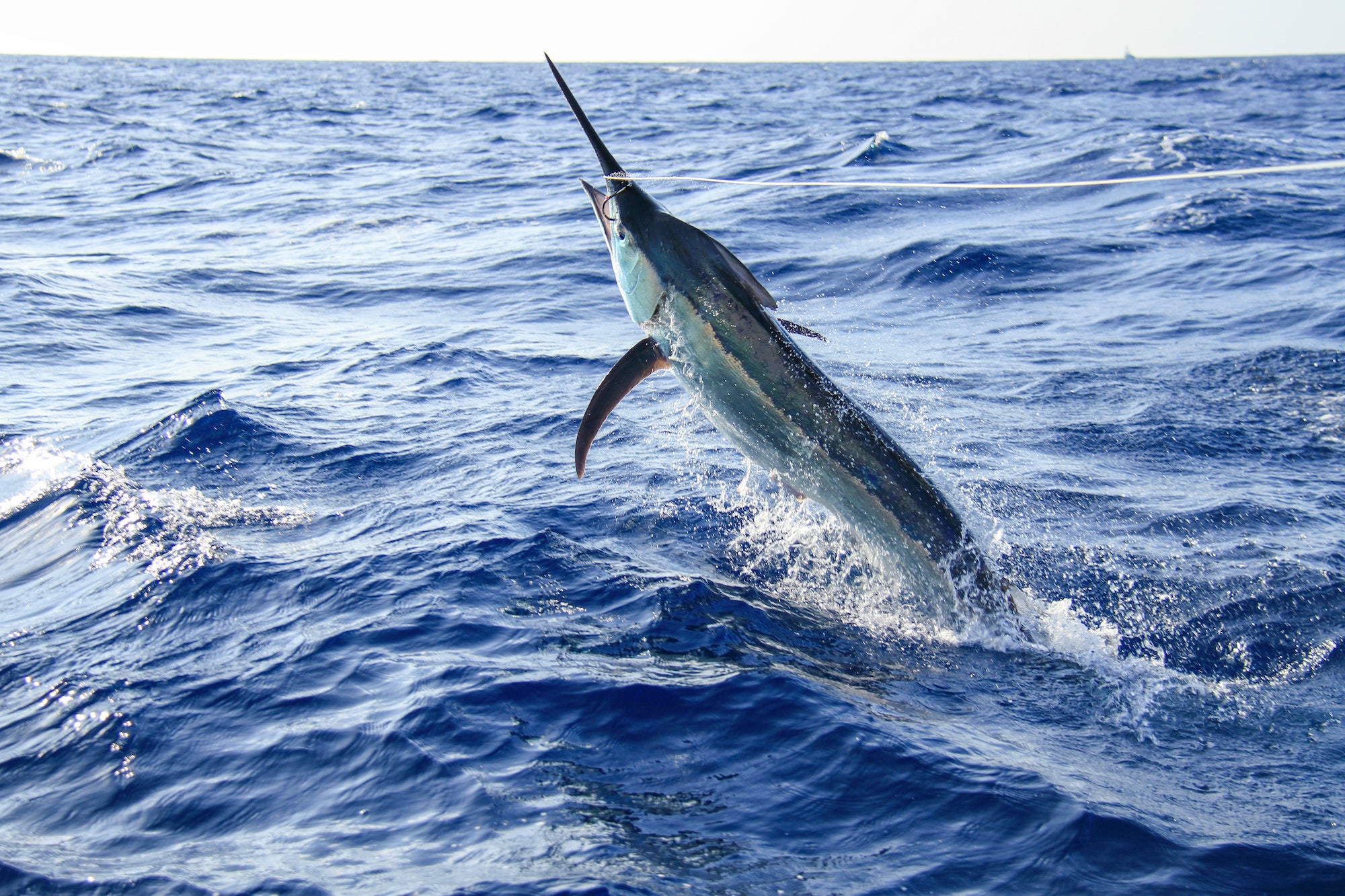 Marlin attacca il motore della barca, incaglia i pescatori in mare aperto