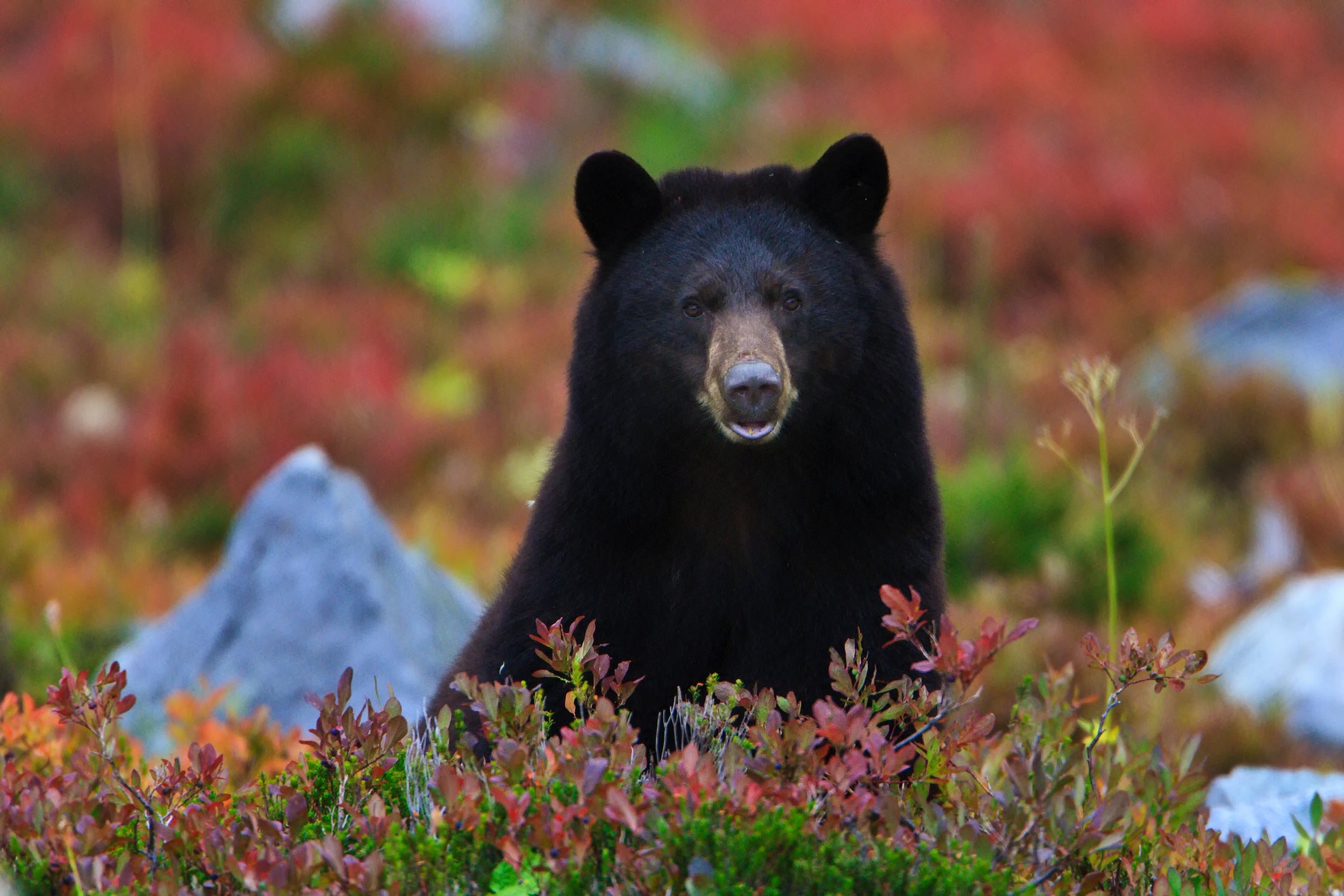 Causa intentata al controverso Commissario per la fauna selvatica di Washington