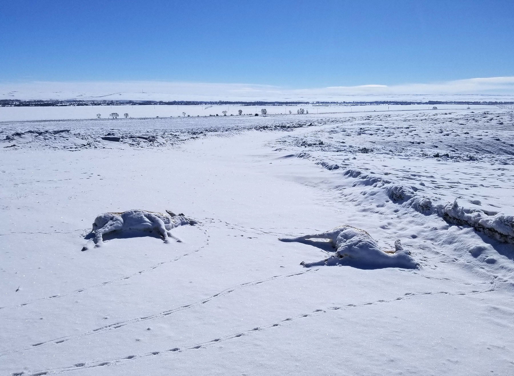 L’epidemia di polmonite uccide 200 antilocapre nel Wyoming