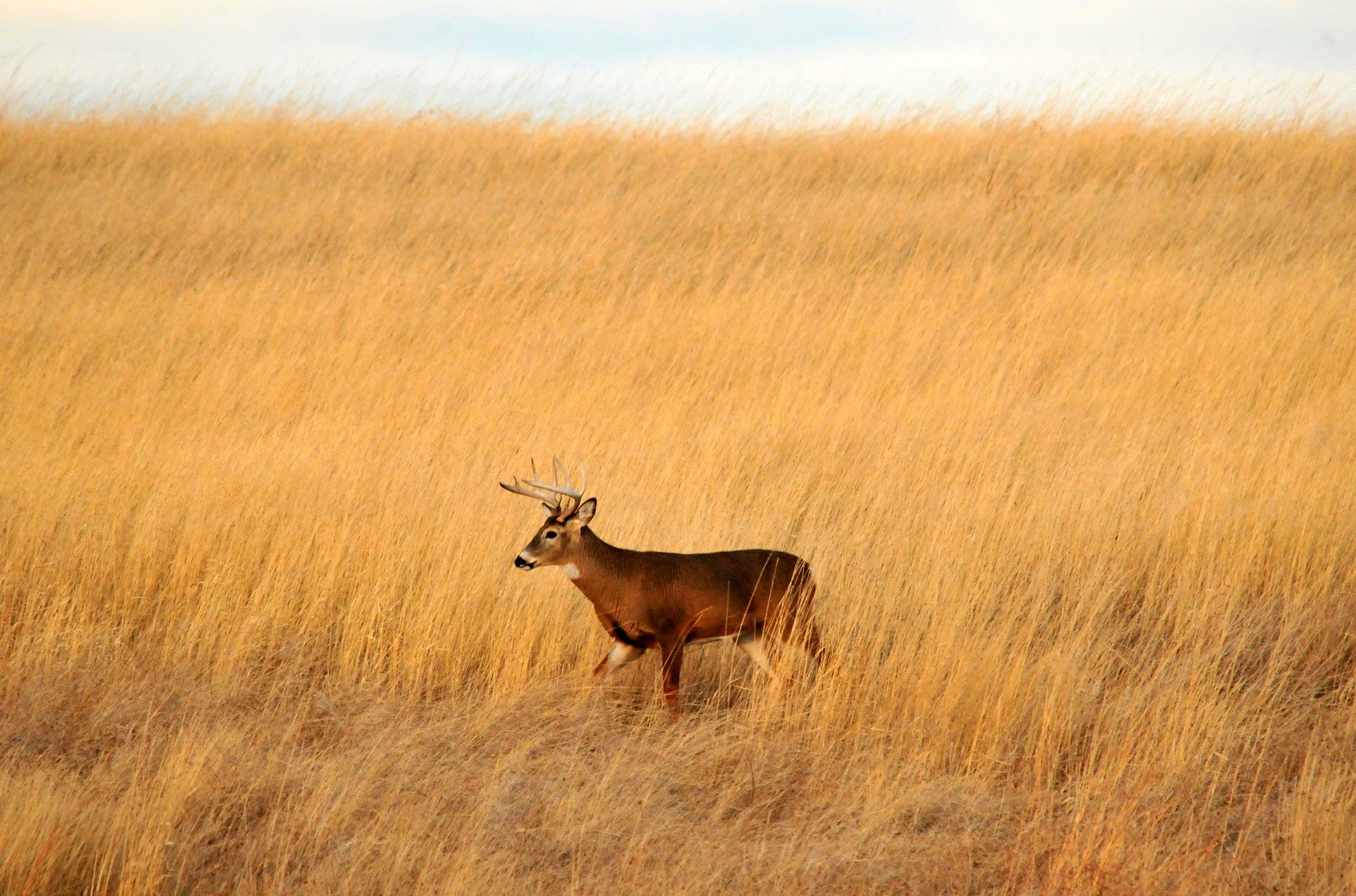 Manitoba registra i suoi primi due cervi dalla coda bianca positivi per CWD