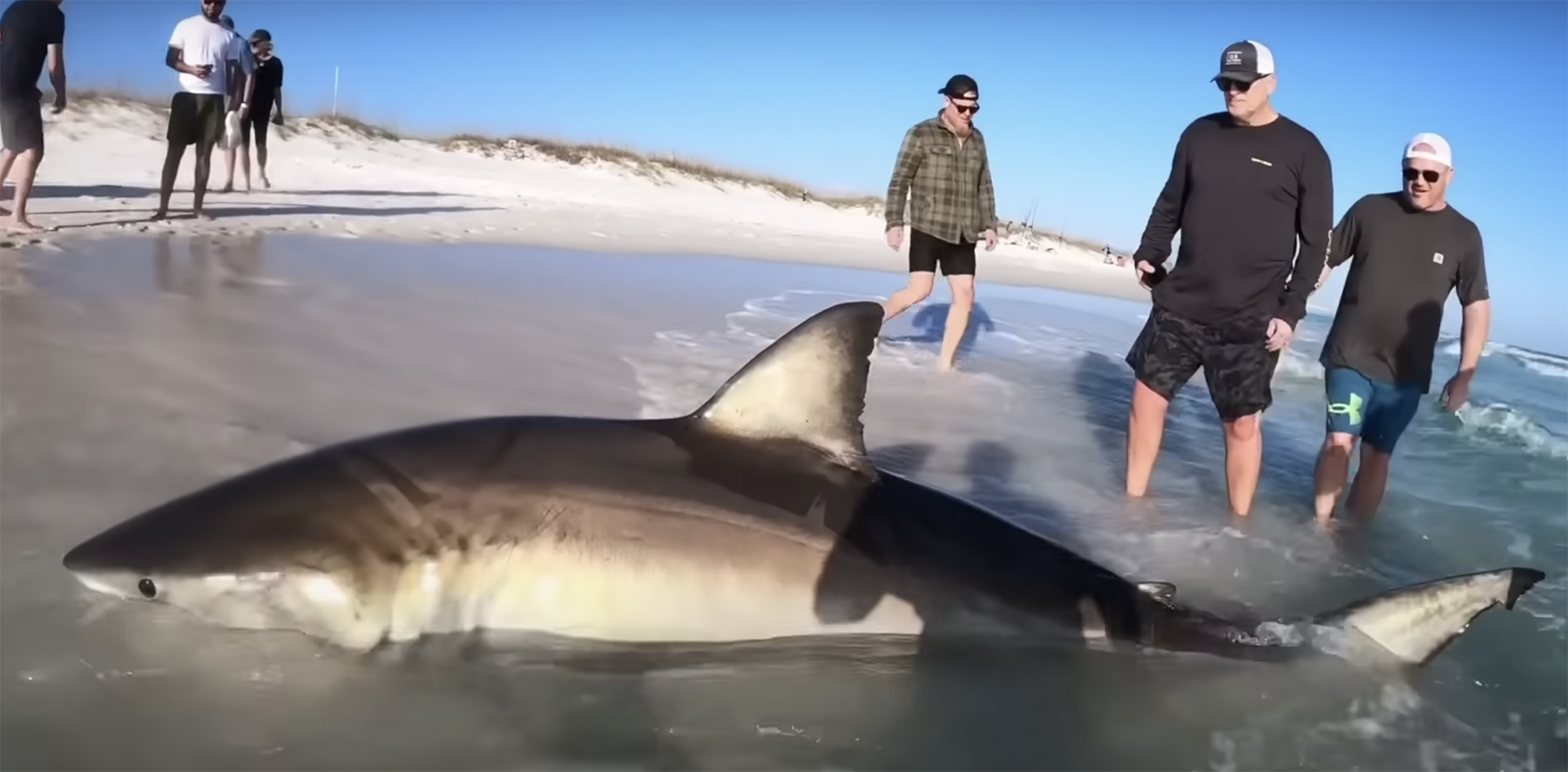 Video: Grande squalo bianco catturato da Florida Seashore