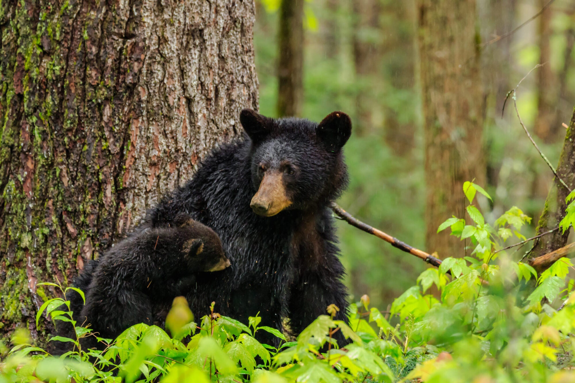 Orso nero soppresso dopo aver morso una donna del Connecticut