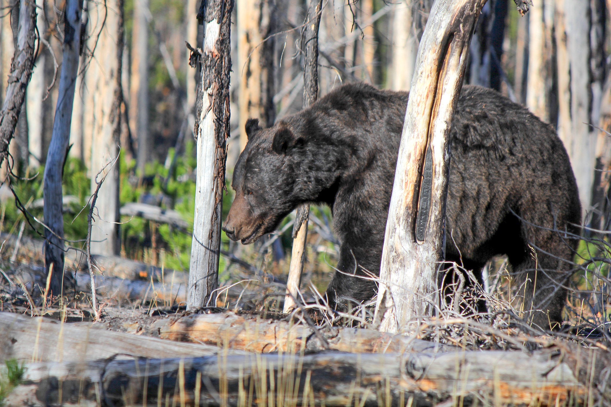 Hunter multato di $ 10.000 per aver ucciso per errore Grizzly