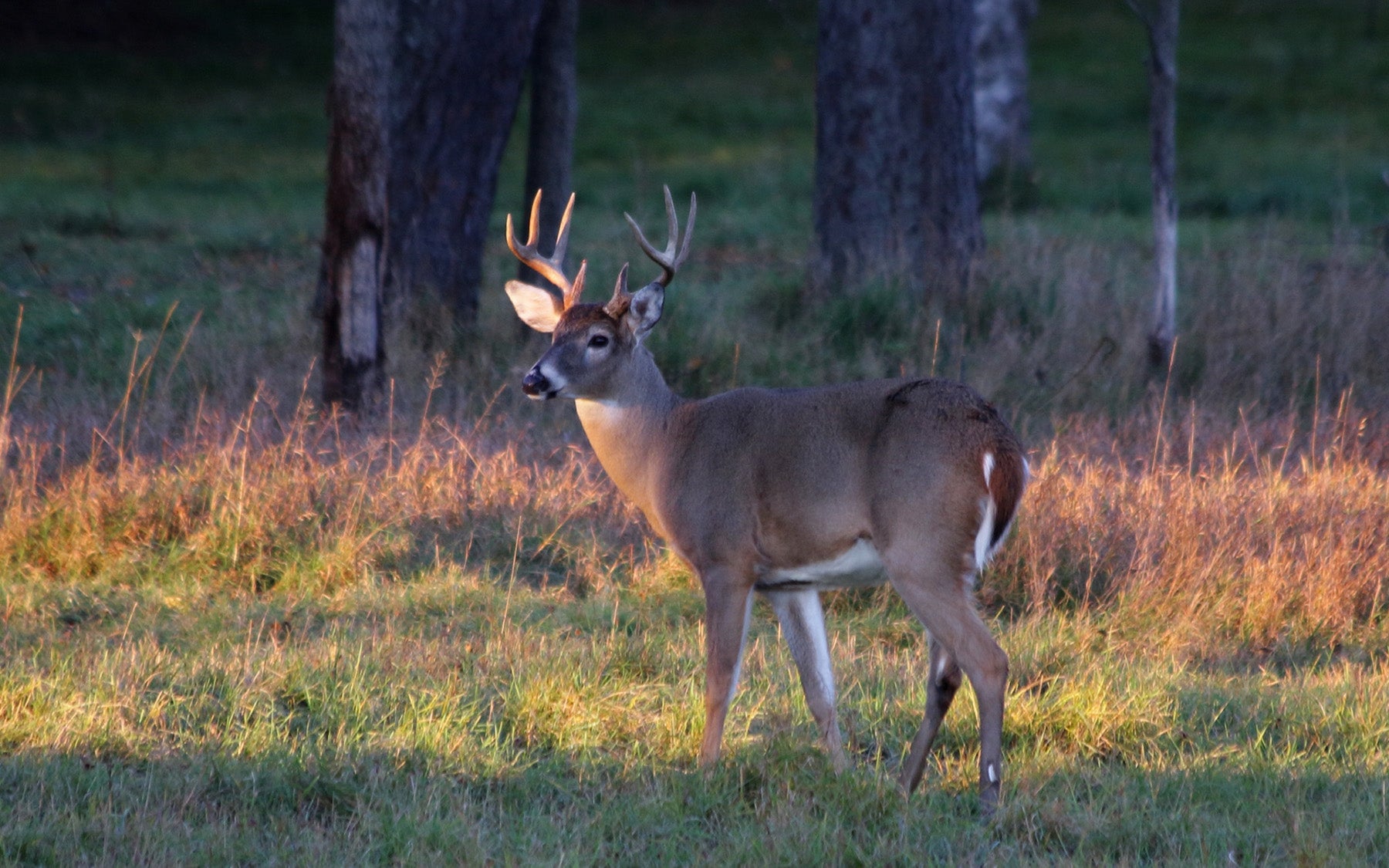 Il Kentucky fa causa a Hunter per aver portato a casa un dollaro positivo per CWD