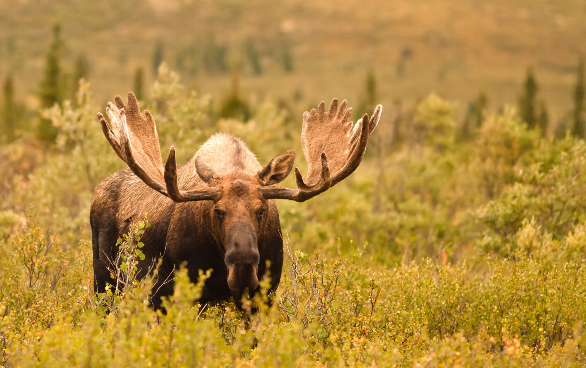 L’uomo dell’Alaska è stato incriminato per false cacce all’alce