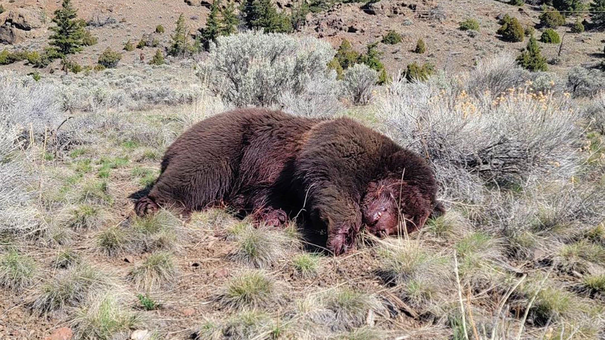 L’uomo del Wyoming ammette l’omicidio illegale di Grizzly