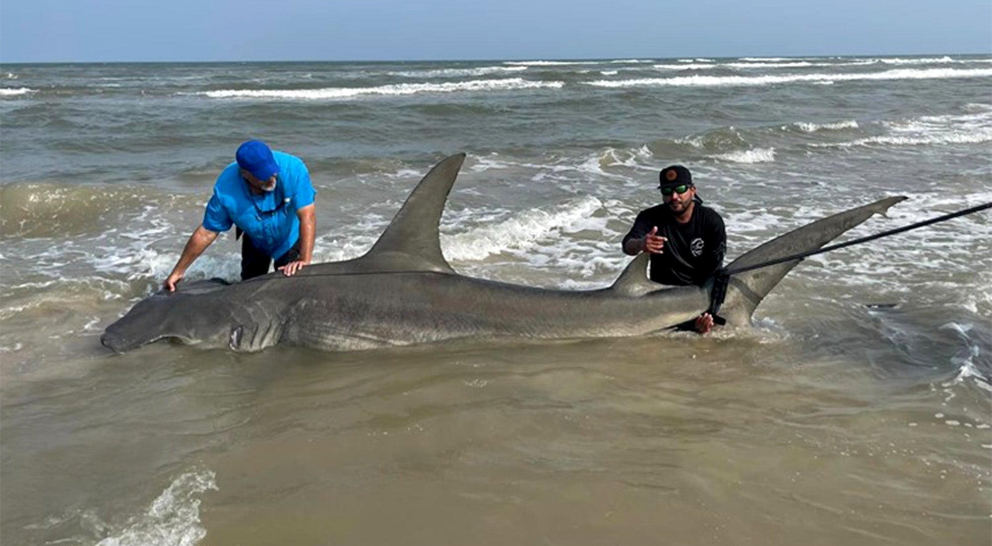 Texas Surf Anglers Land Half-Ton Hammerhead