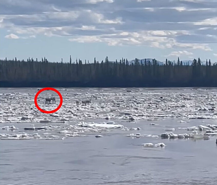 Video: Caribou Catch a Journey on Flowing River Ice