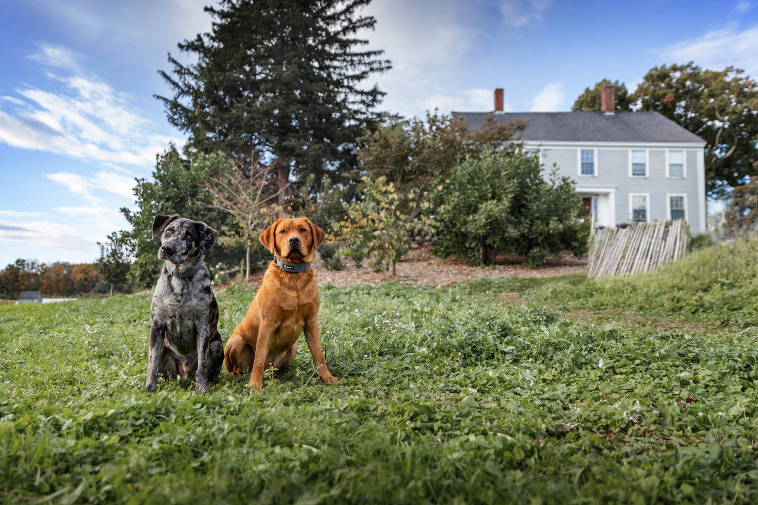 Visto il mio cane?  |  Vita all’aperto