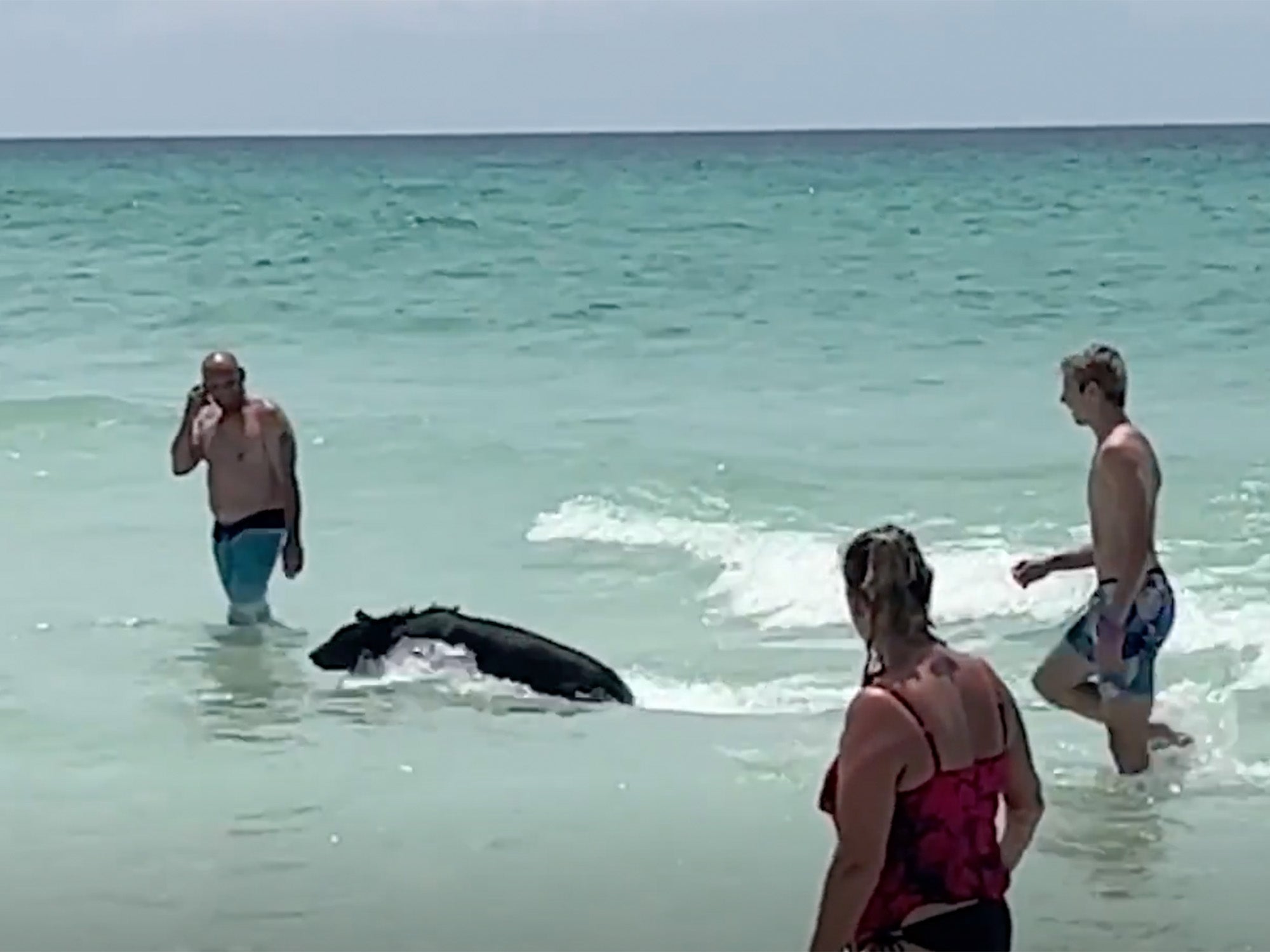 Guarda: Black Bear nuota in una spiaggia affollata