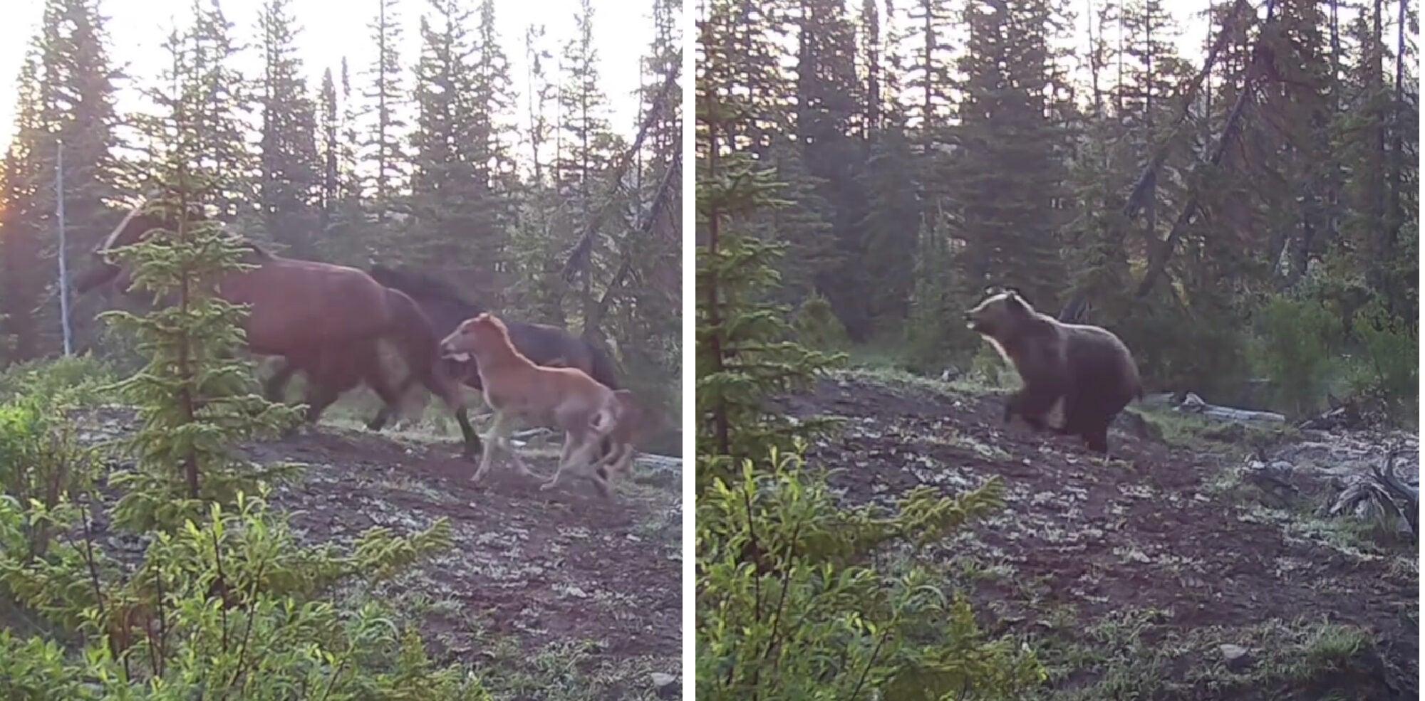 Guarda: Orso grizzly insegue cavalli selvaggi in Alberta