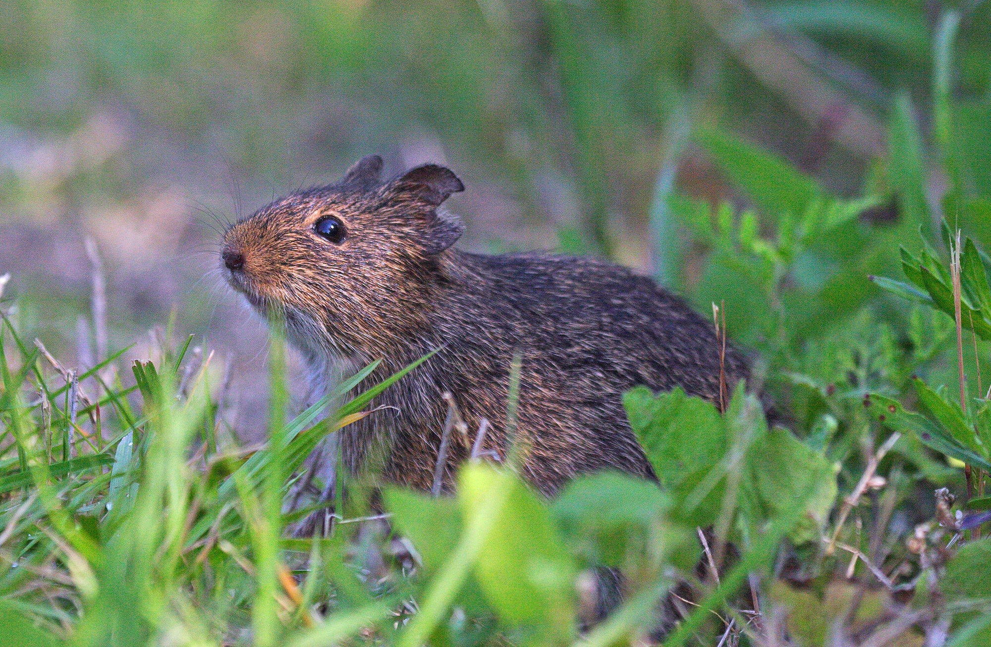 I pitoni stanno permettendo ai topi di conquistare le Everglades