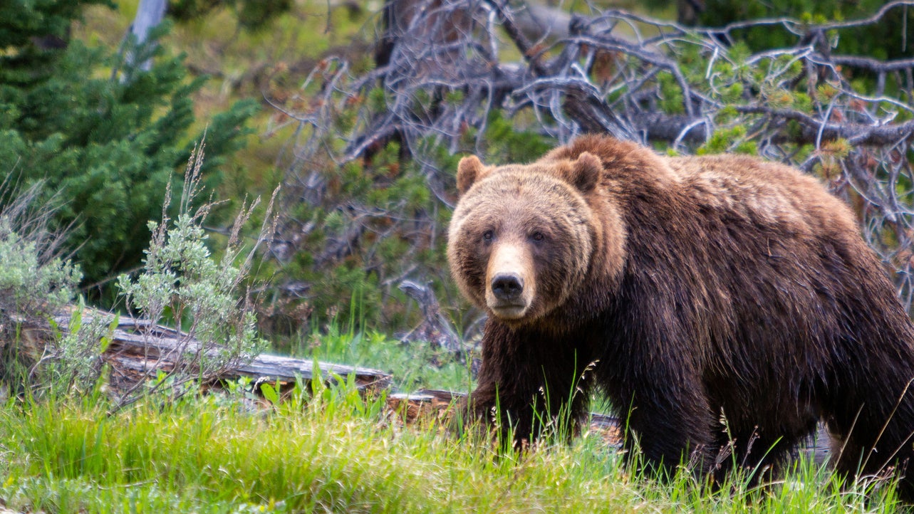 Il cacciatore di orsi neri uccide un grizzly in carica nel Montana