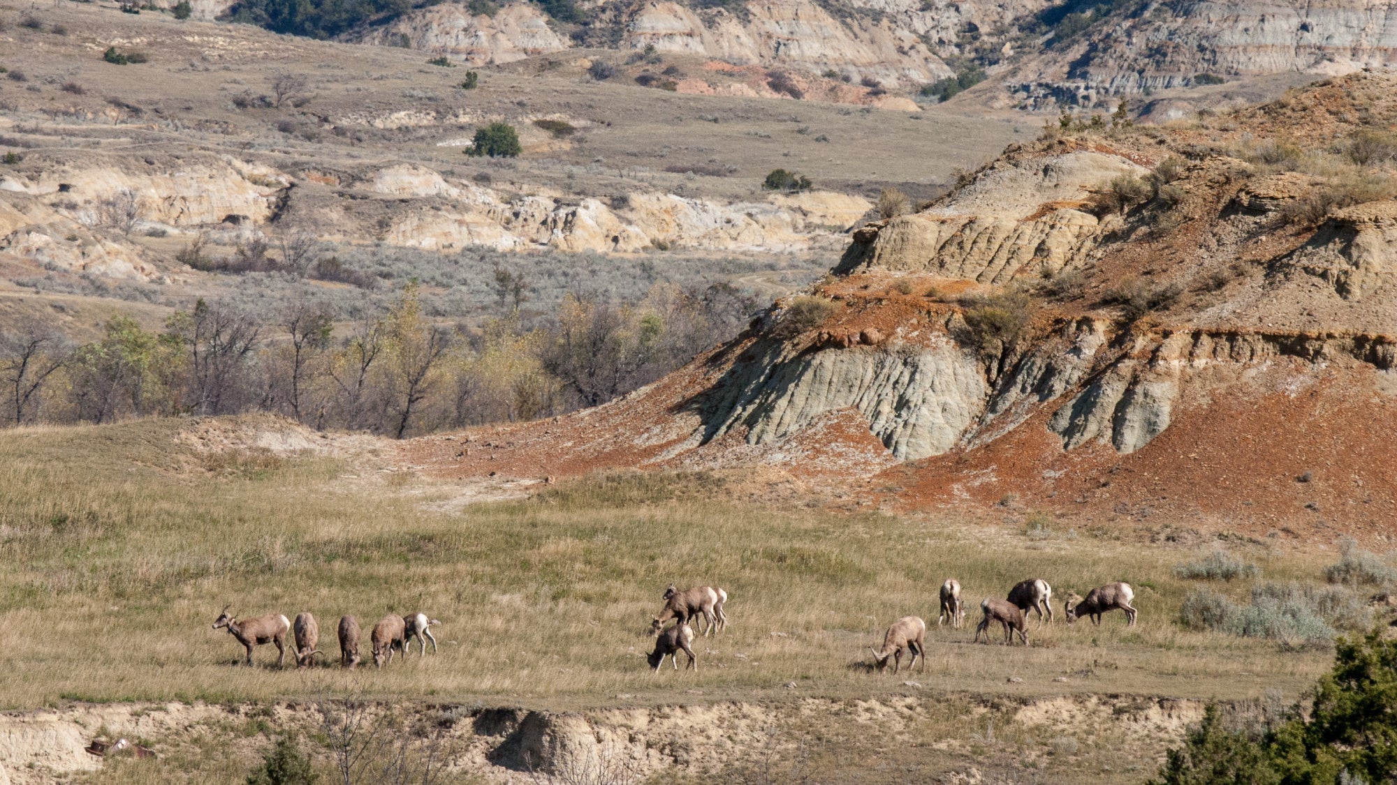 La popolazione di Bighorn del North Dakota batte il document