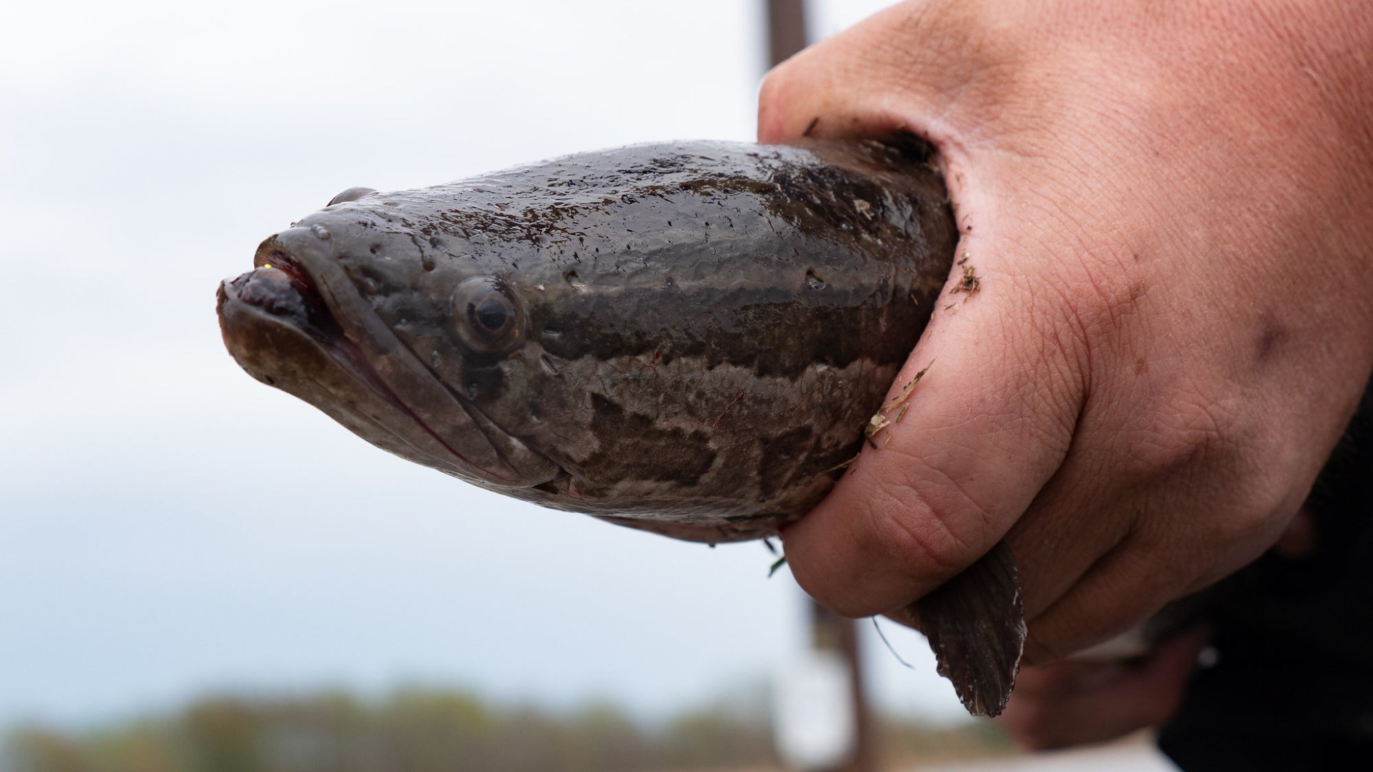 Le teste di serpente settentrionali invasive si stanno diffondendo nel Midwest