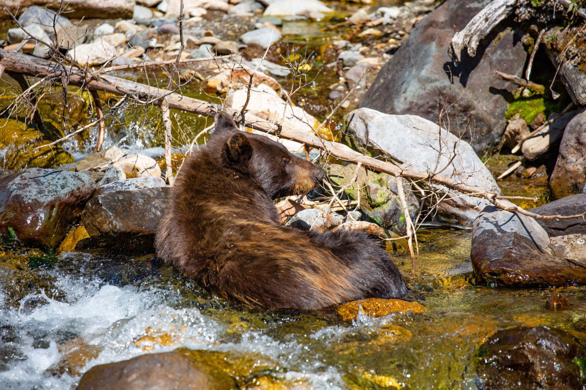 L’orso attacca la guida del fiume Montana addormentata