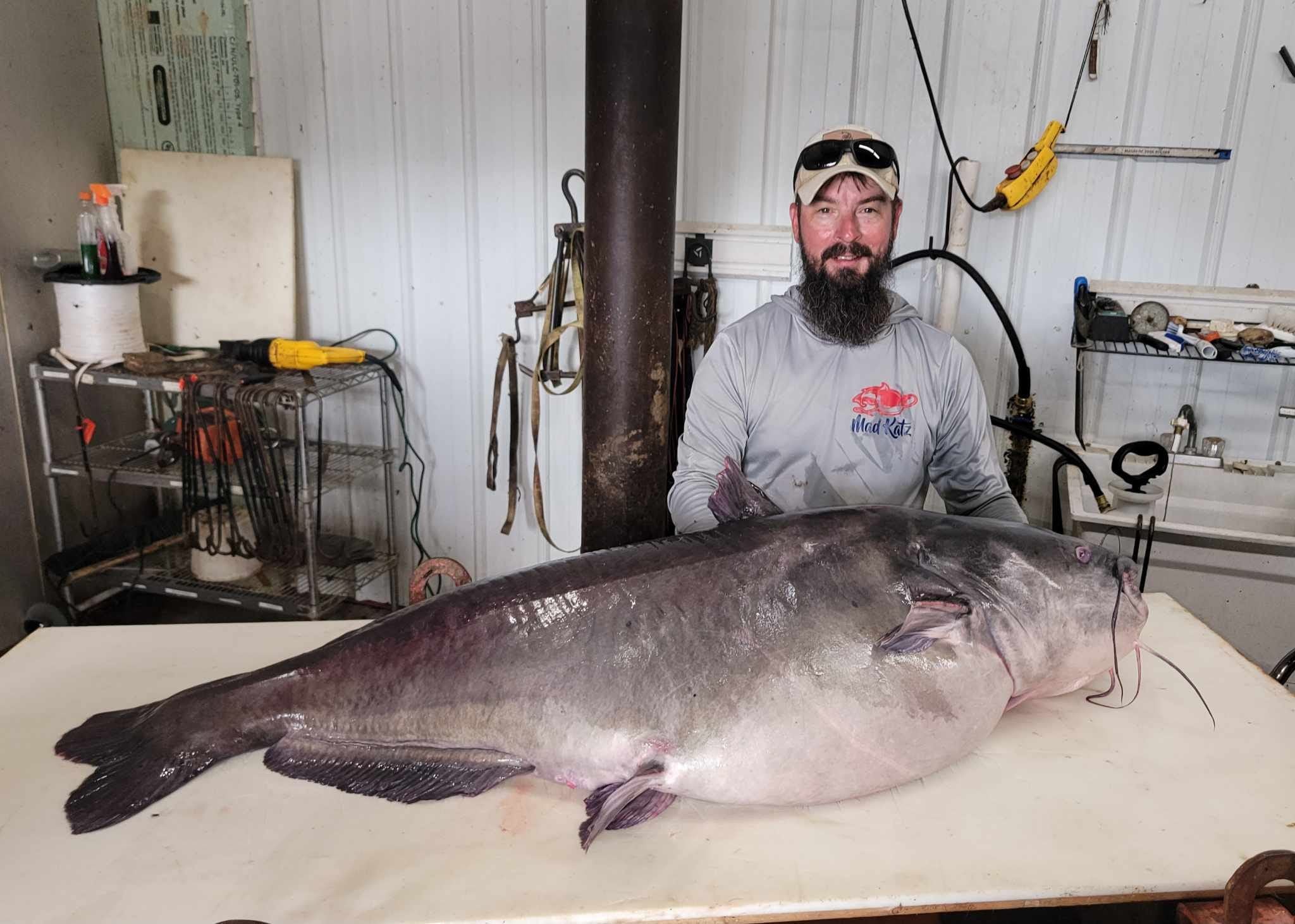 L’uomo batte il document dello stato del pesce gatto blu