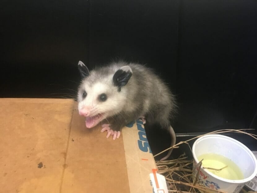 Un opossum invasivo ha fatto l’autostop in Alaska.  Aveva bambini