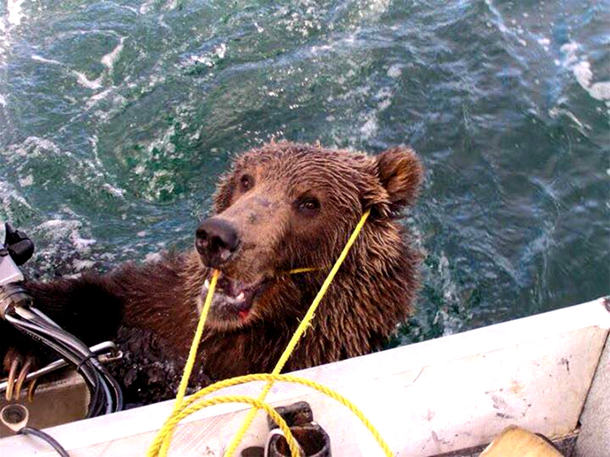 Un uomo dell’Alaska ha preso al laccio un orso bruno che stava annegando