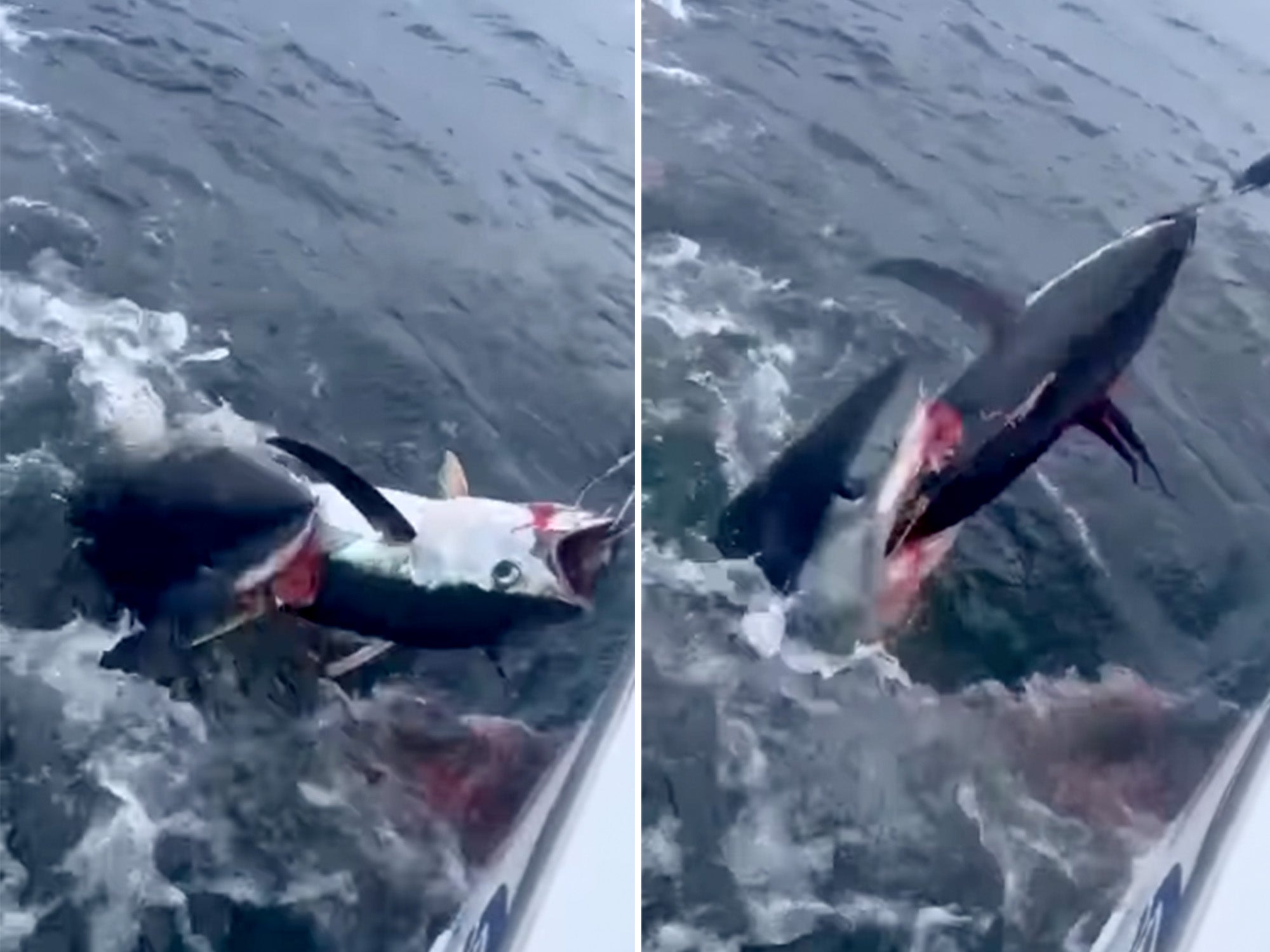 Video: lo squalo mako taglia a metà un tonno uncinato