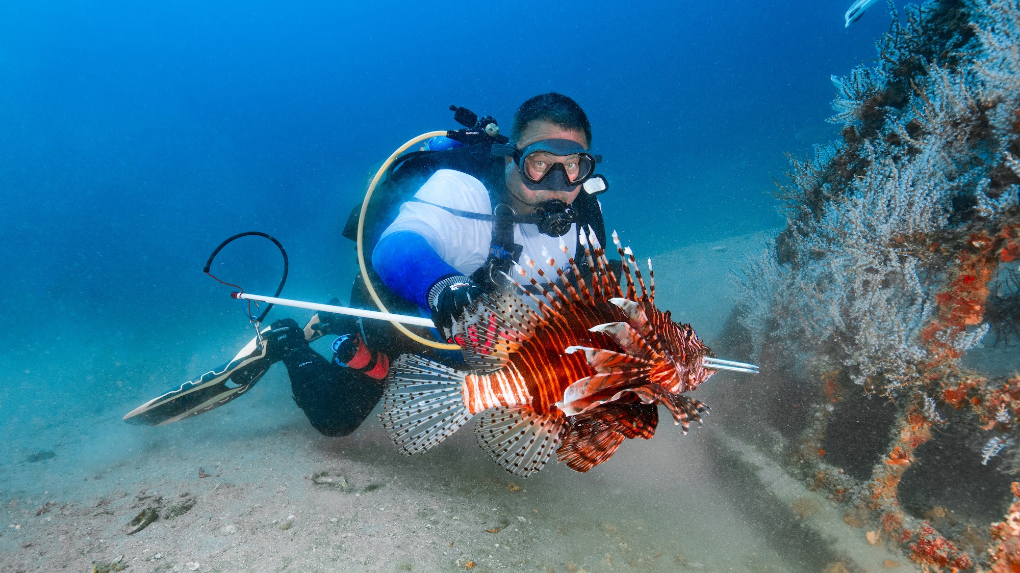 Foto dal derby del pesce leone più grande del mondo