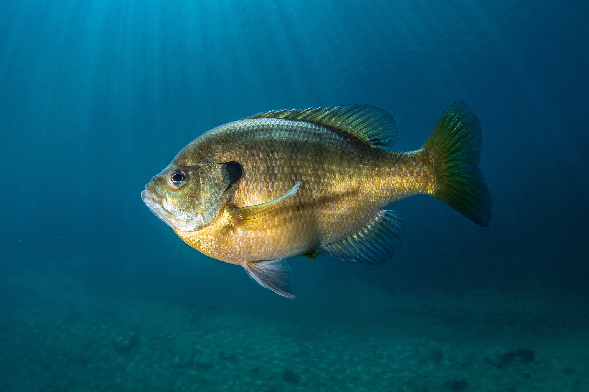 Guida all’identificazione di Sunfish vs Bluegill