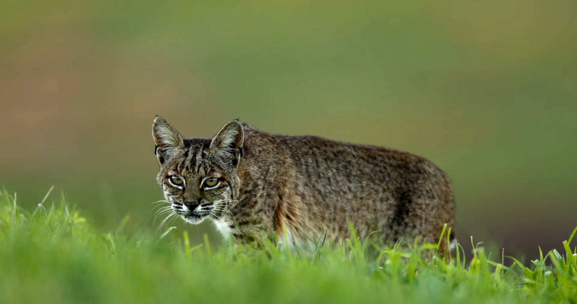 Il consigliere del campo uccide il gatto selvatico rabbioso che lo ha attaccato